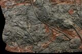Silurian Fossil Crinoid (Scyphocrinites) Plate - Morocco #148555-4